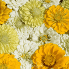 Zinnia, Lemon Meringue (Zinnia elegans) - 100 Seeds seed packet from Seed Therapy – American - grown, heirloom seeds