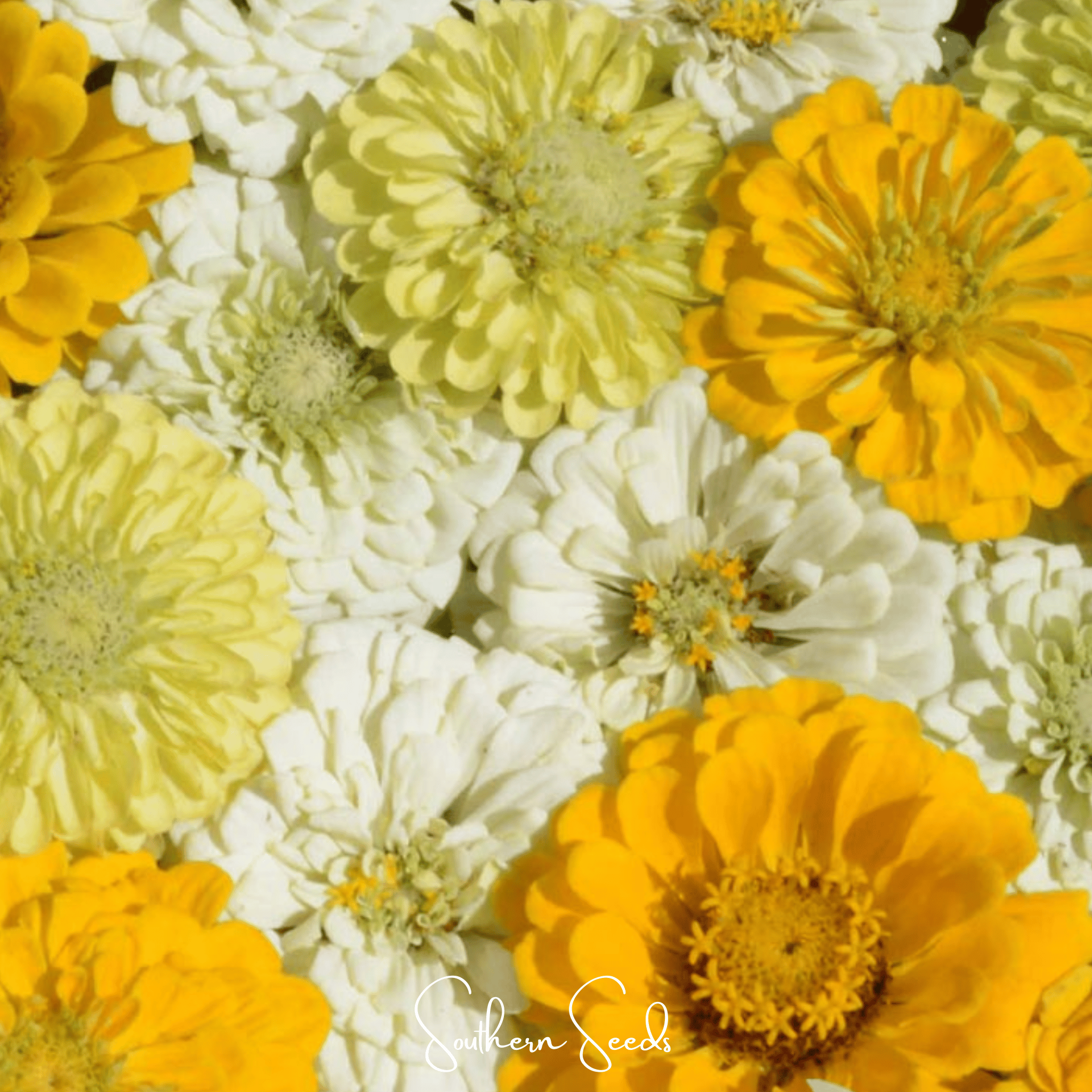 Zinnia, Lemon Meringue (Zinnia elegans) - 100 Seeds seed packet from Seed Therapy – American - grown, heirloom seeds