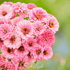 Zinnia, Luminosa (Zinnia elegans) - 100 Seeds seed packet from Seed Therapy – American - grown, heirloom seeds