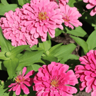 Zinnia, Luminosa (Zinnia elegans) - 100 Seeds seed packet from Seed Therapy – American - grown, heirloom seeds