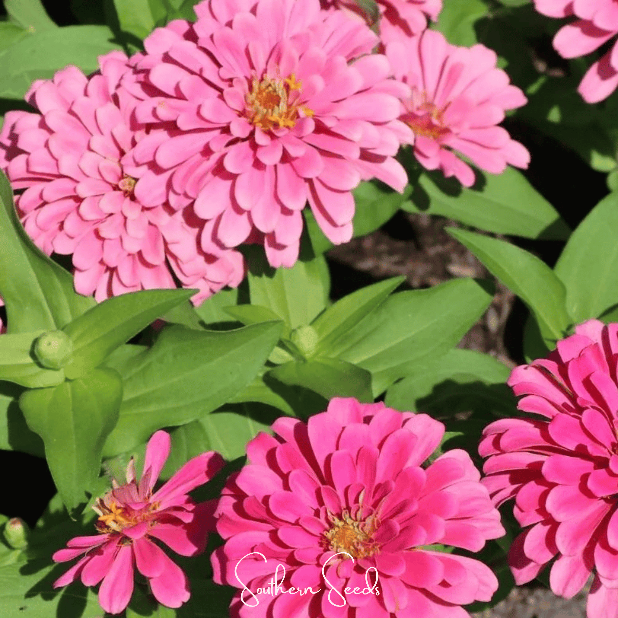 Zinnia, Luminosa (Zinnia elegans) - 100 Seeds seed packet from Seed Therapy – American - grown, heirloom seeds