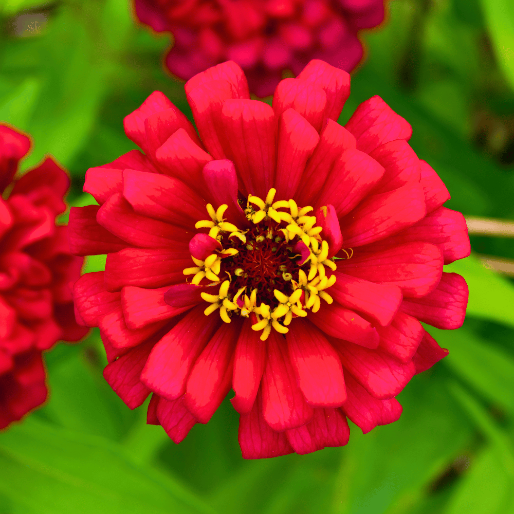 Zinnia, Meteor (Zinnia elegans) - 100 Seeds seed packet from Seed Therapy – American - grown, heirloom seeds