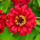 Zinnia, Meteor (Zinnia elegans) - 100 Seeds seed packet from Seed Therapy – American - grown, heirloom seeds