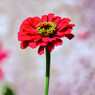 Zinnia, Meteor (Zinnia elegans) - 100 Seeds seed packet from Seed Therapy – American - grown, heirloom seeds