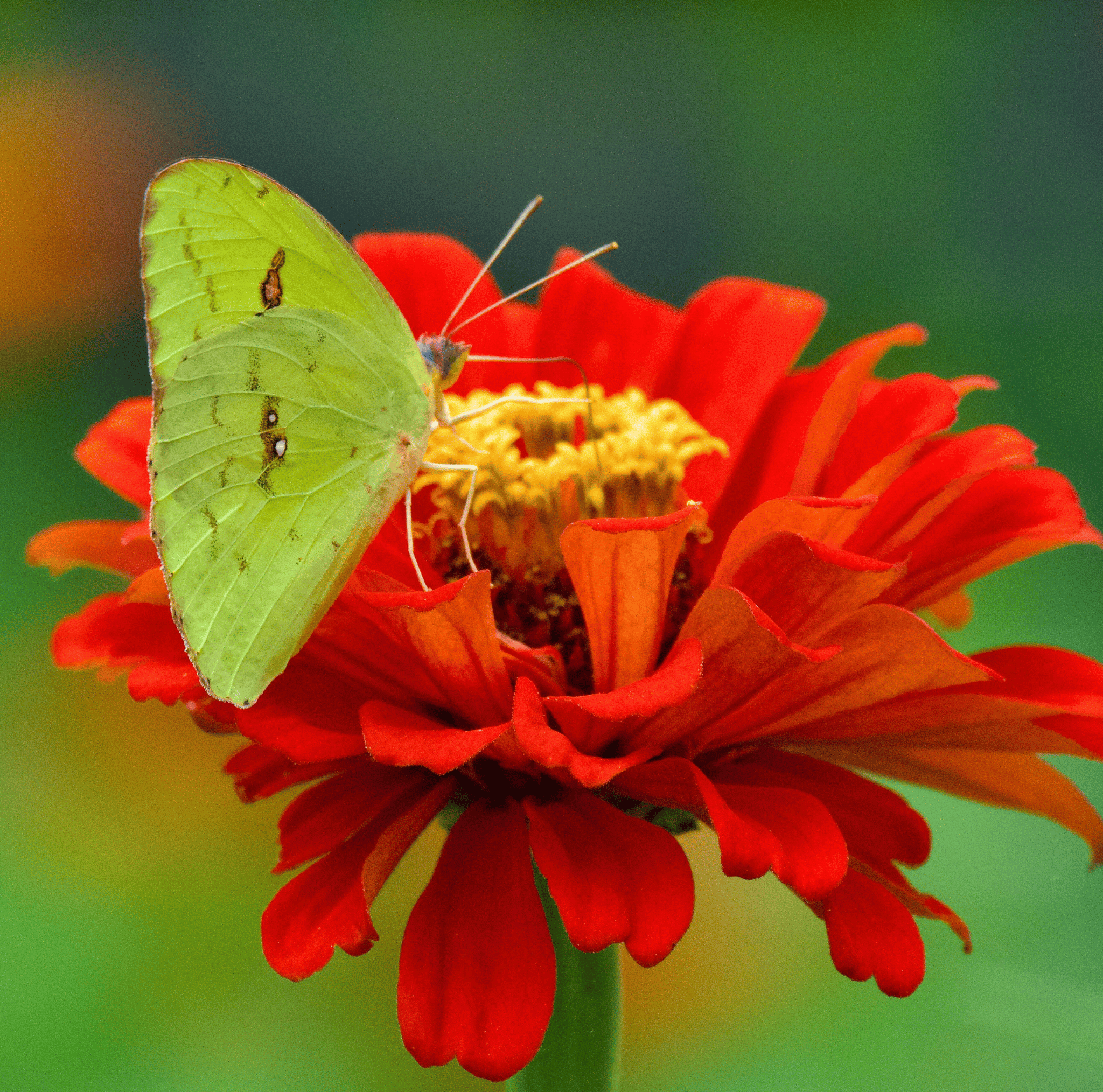 Zinnia, Meteor (Zinnia elegans) - 100 Seeds seed packet from Seed Therapy – American - grown, heirloom seeds