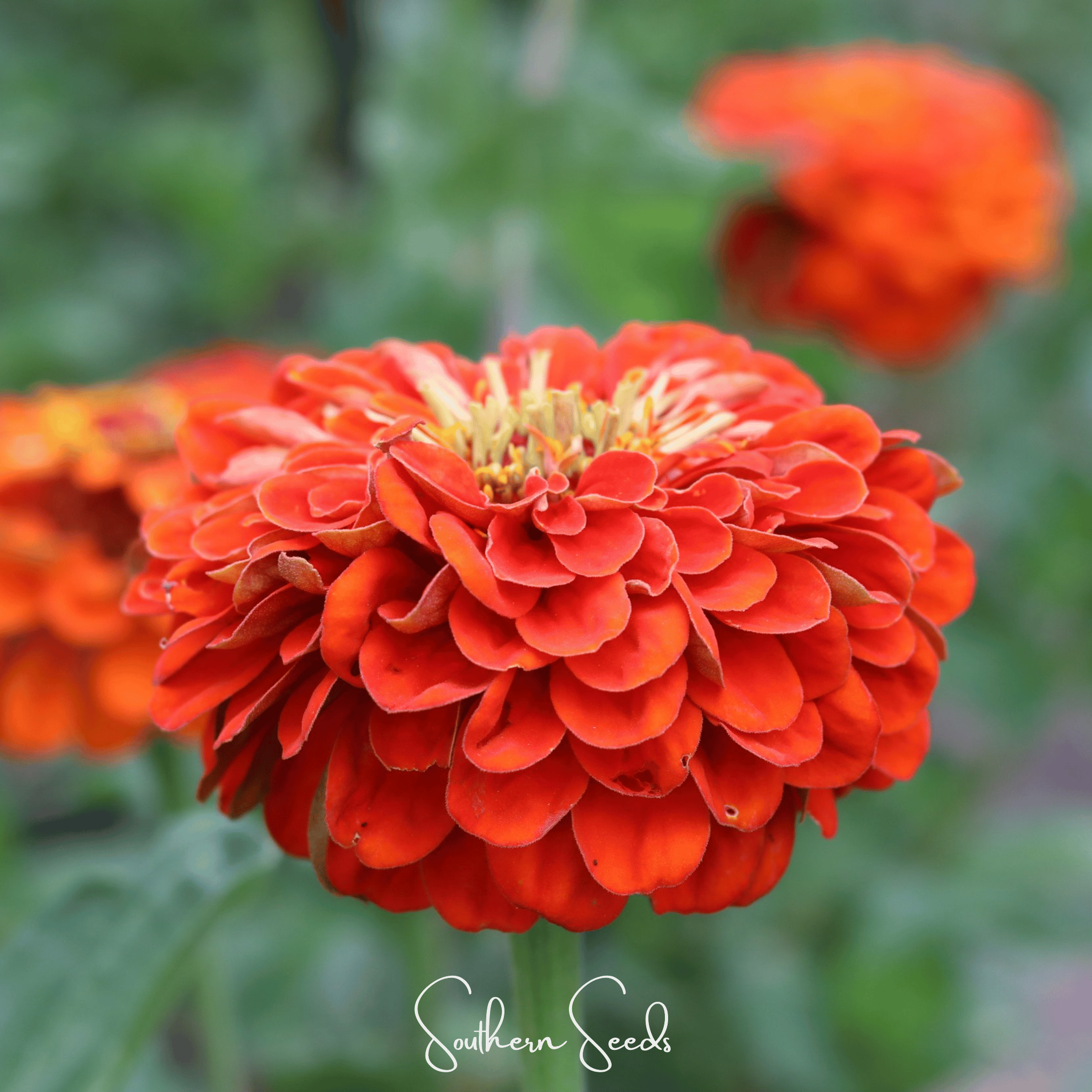 Zinnia, Oriole (Zinnia elegans) - 50 Seeds seed packet from Seed Therapy – American - grown, heirloom seeds