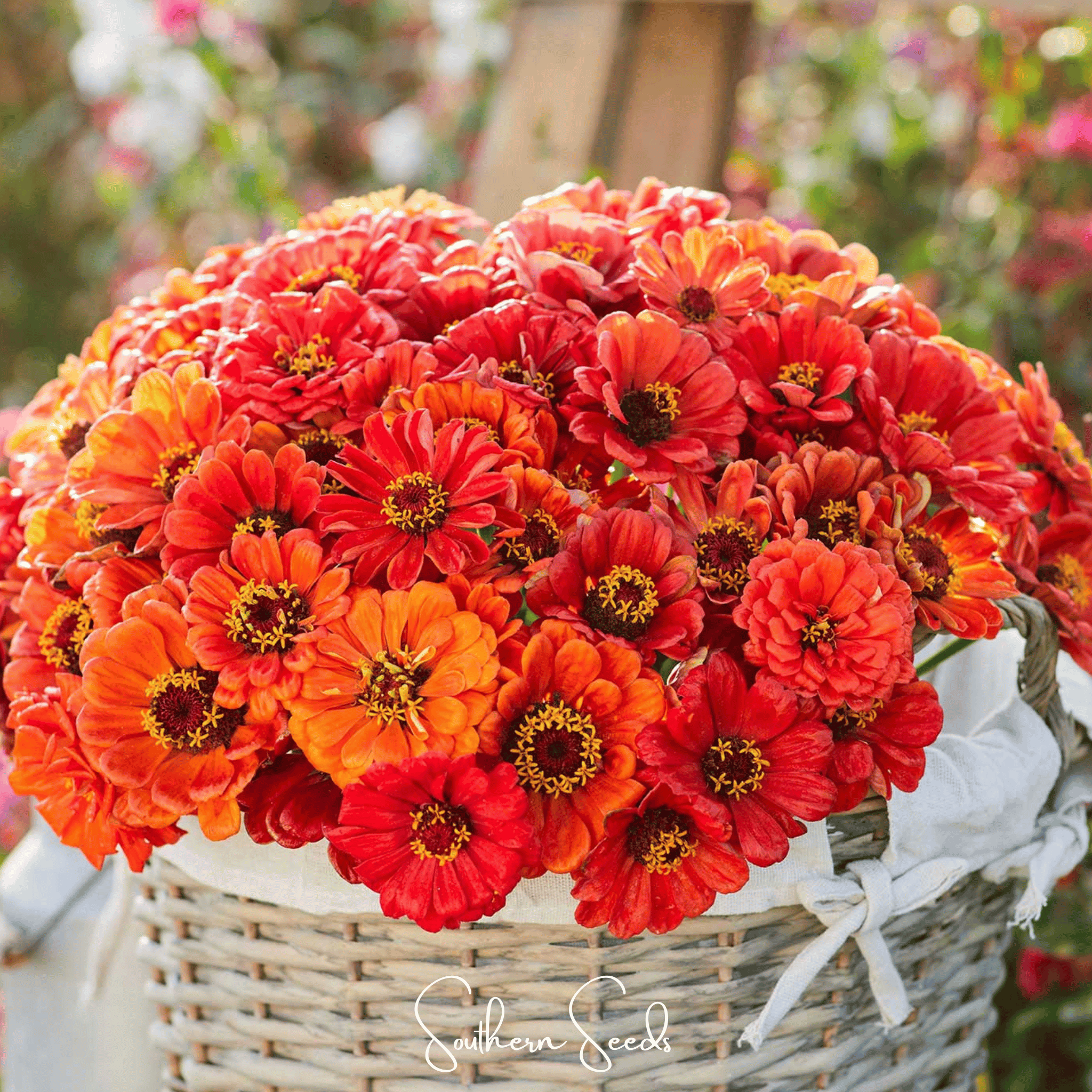 Zinnia, Oriole (Zinnia elegans) - 50 Seeds seed packet from Seed Therapy – American - grown, heirloom seeds