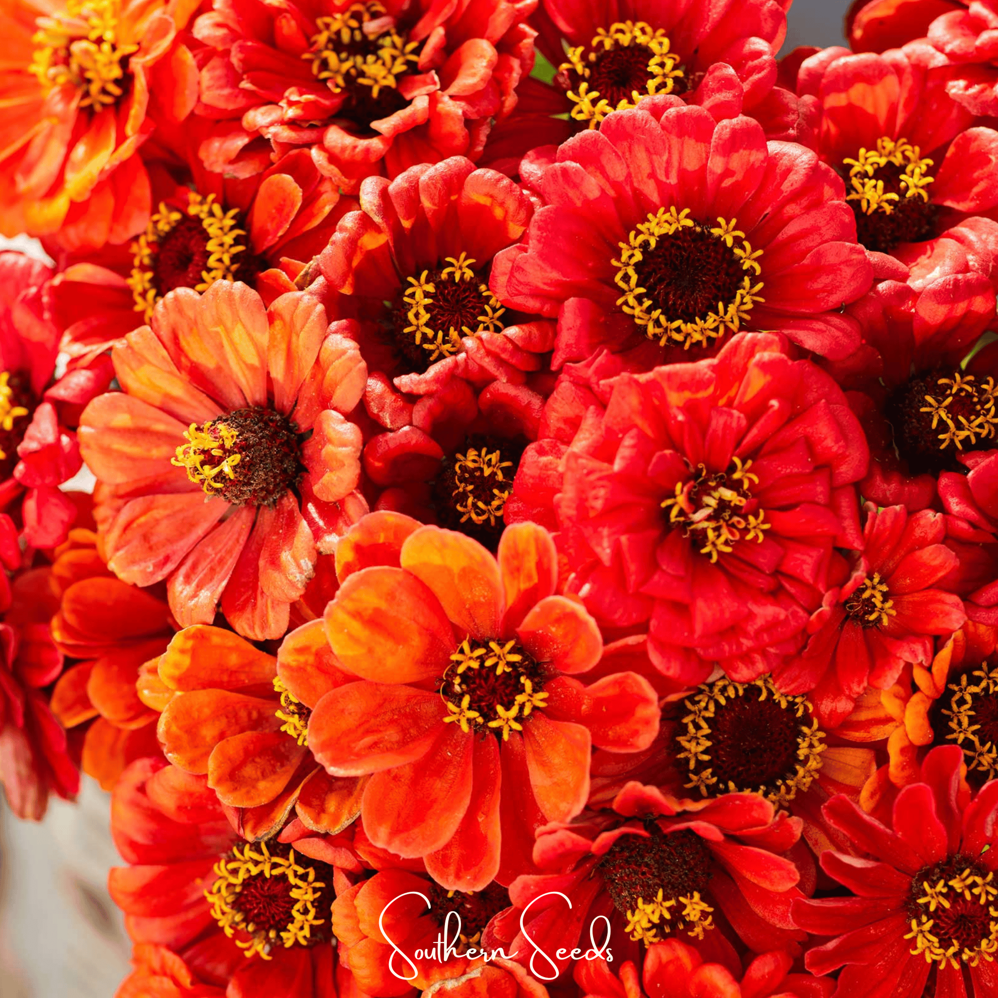Zinnia, Oriole (Zinnia elegans) - 50 Seeds seed packet from Seed Therapy – American - grown, heirloom seeds