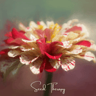 Zinnia, Peppermint Stick (Zinnia elegans) - 50 Seeds seed packet from Seed Therapy – American - grown, heirloom seeds