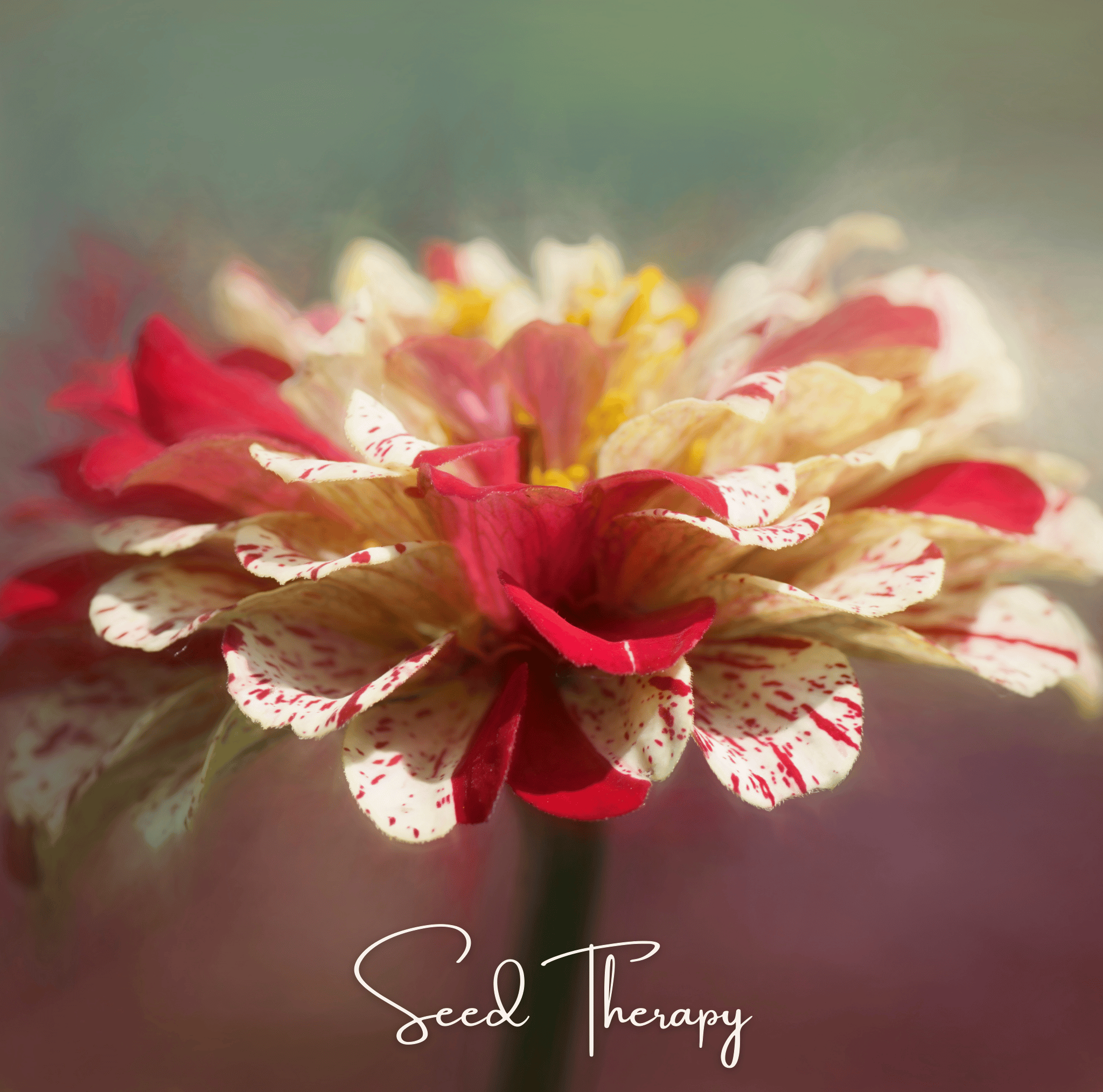 Zinnia, Peppermint Stick (Zinnia elegans) - 50 Seeds seed packet from Seed Therapy – American - grown, heirloom seeds