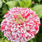 Zinnia, Peppermint Stick (Zinnia elegans) - 50 Seeds seed packet from Seed Therapy – American - grown, heirloom seeds