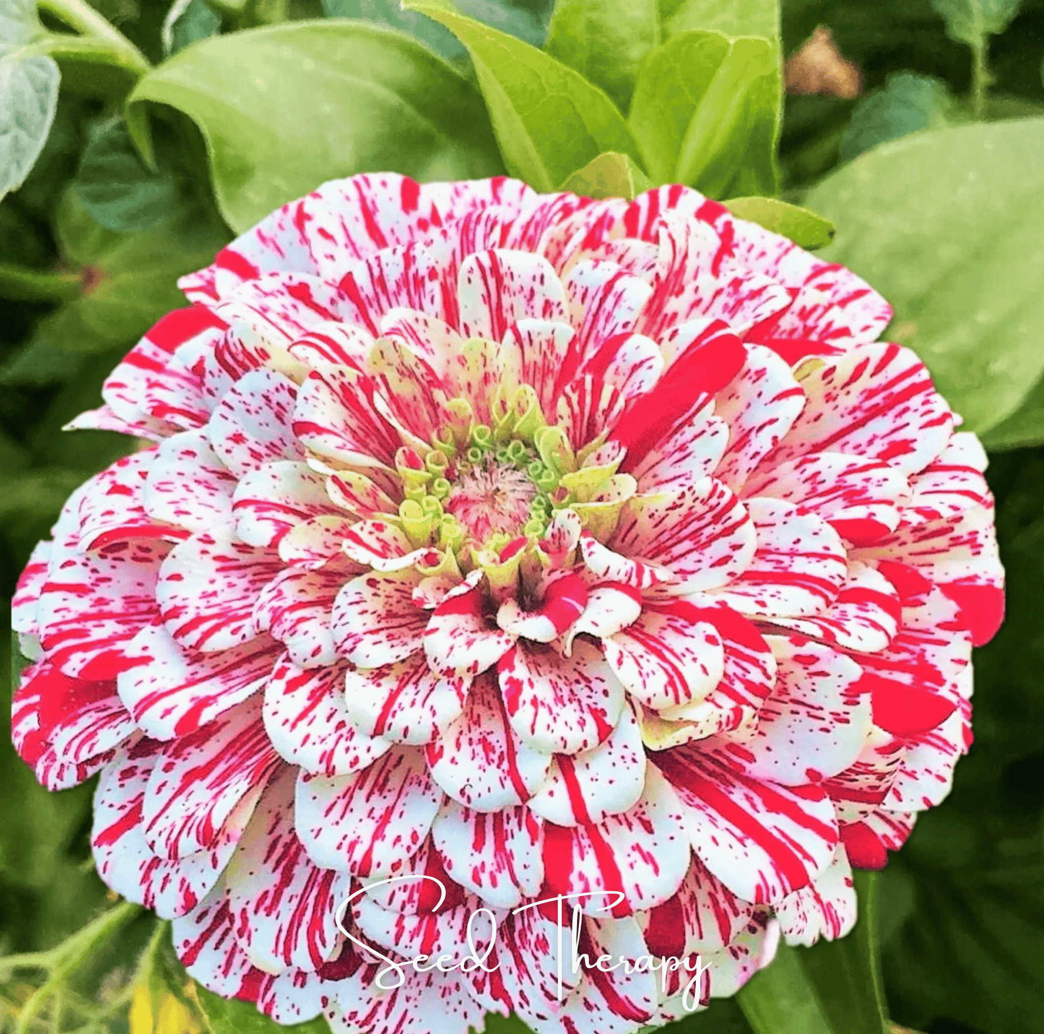 Zinnia, Peppermint Stick (Zinnia elegans) - 50 Seeds seed packet from Seed Therapy – American - grown, heirloom seeds