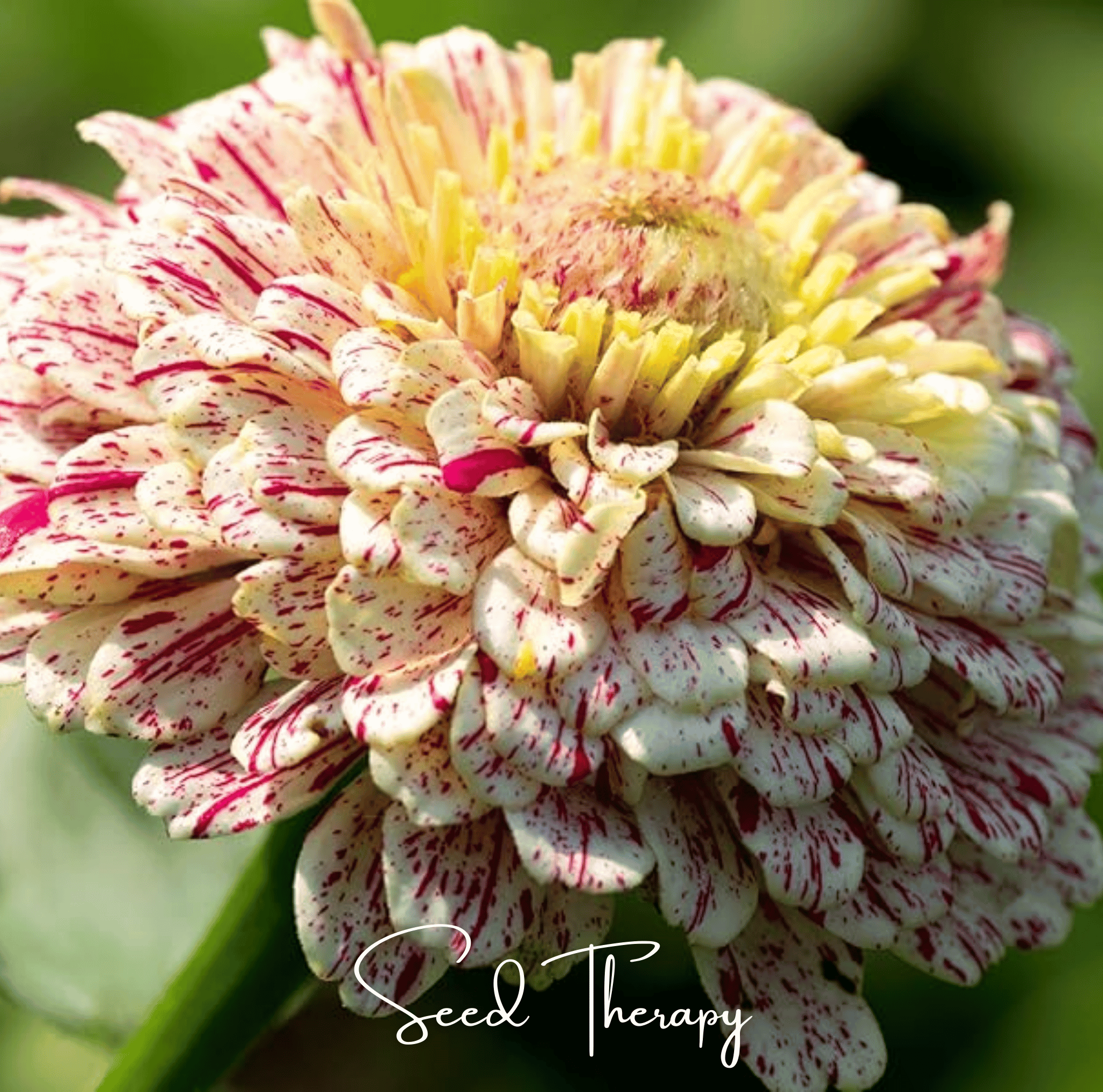 Zinnia, Peppermint Stick (Zinnia elegans) - 50 Seeds seed packet from Seed Therapy – American - grown, heirloom seeds