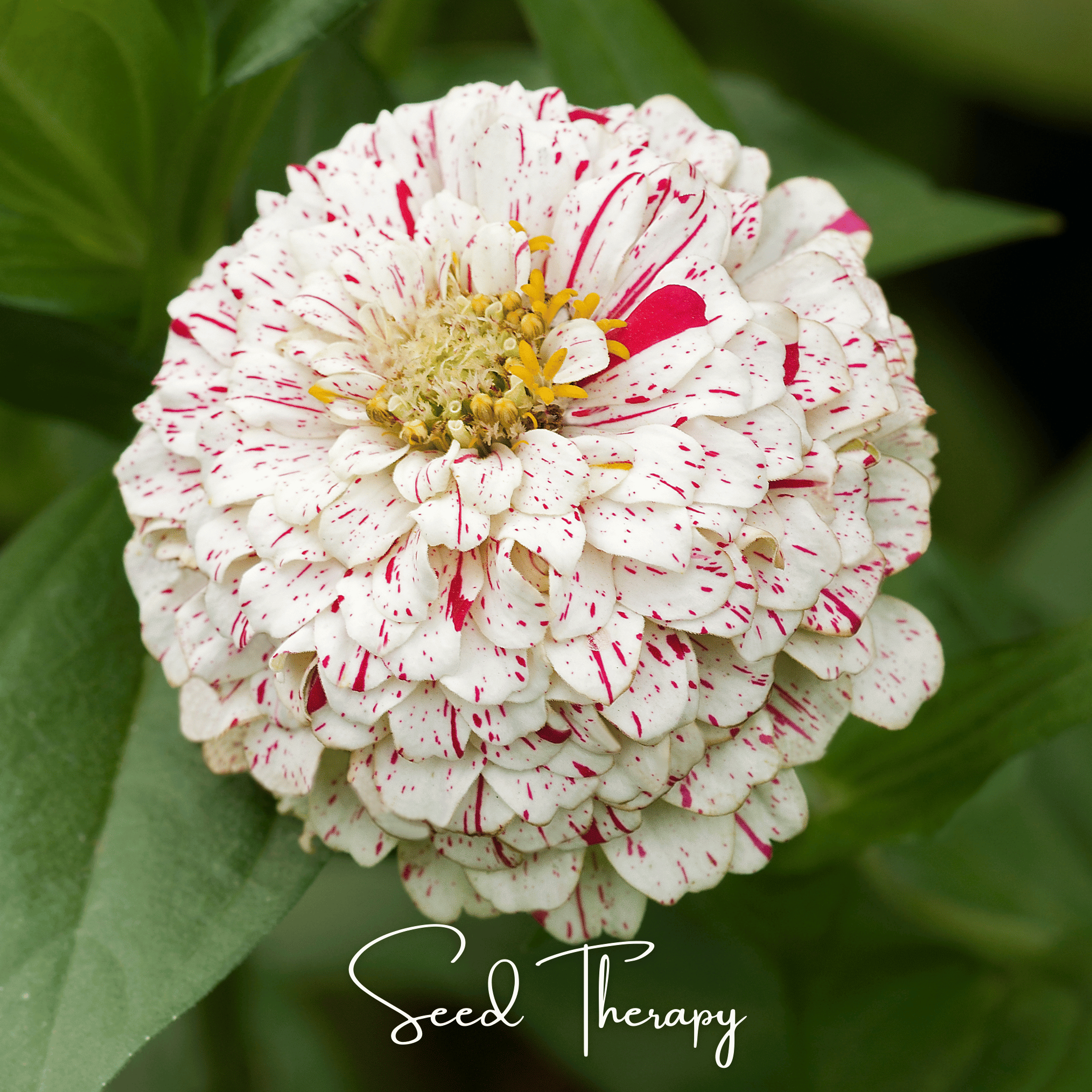 Zinnia, Peppermint Stick (Zinnia elegans) - 50 Seeds seed packet from Seed Therapy – American - grown, heirloom seeds
