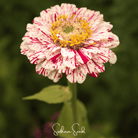 Zinnia, Peppermint Stick (Zinnia elegans) - 50 Seeds seed packet from Seed Therapy – American - grown, heirloom seeds