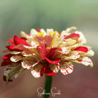 Zinnia, Peppermint Stick (Zinnia elegans) - 50 Seeds seed packet from Seed Therapy – American - grown, heirloom seeds