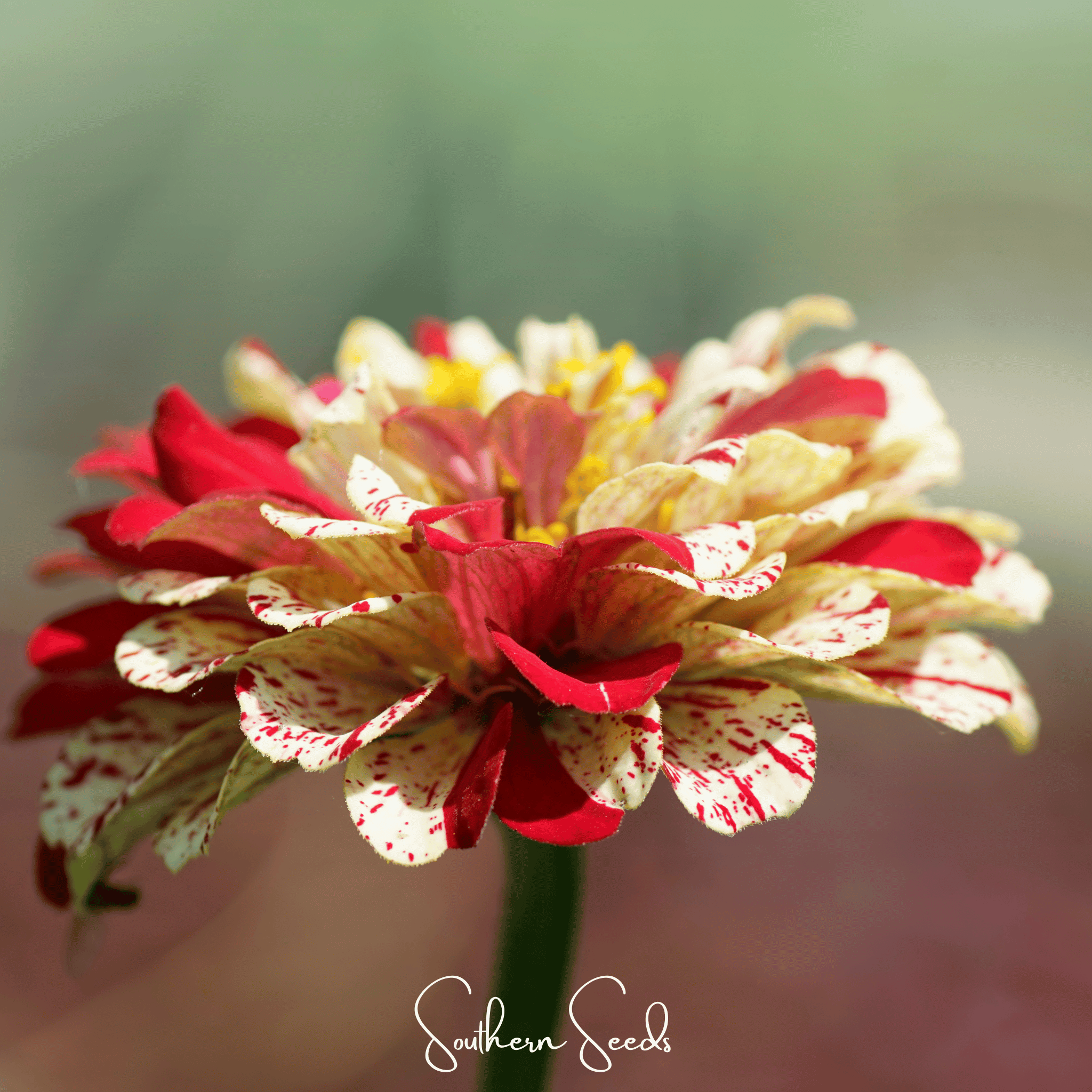 Zinnia, Peppermint Stick (Zinnia elegans) - 50 Seeds seed packet from Seed Therapy – American - grown, heirloom seeds