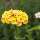 Zinnia, Peppermint Stick (Zinnia elegans) - 50 Seeds seed packet from Seed Therapy – American - grown, heirloom seeds