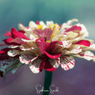 Zinnia, Peppermint Stick (Zinnia elegans) - 50 Seeds seed packet from Seed Therapy – American - grown, heirloom seeds