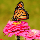 Zinnia, Thumbelina Dwarf (Zinnia elegans) - 100 Seeds seed packet from Seed Therapy – American - grown, heirloom seeds