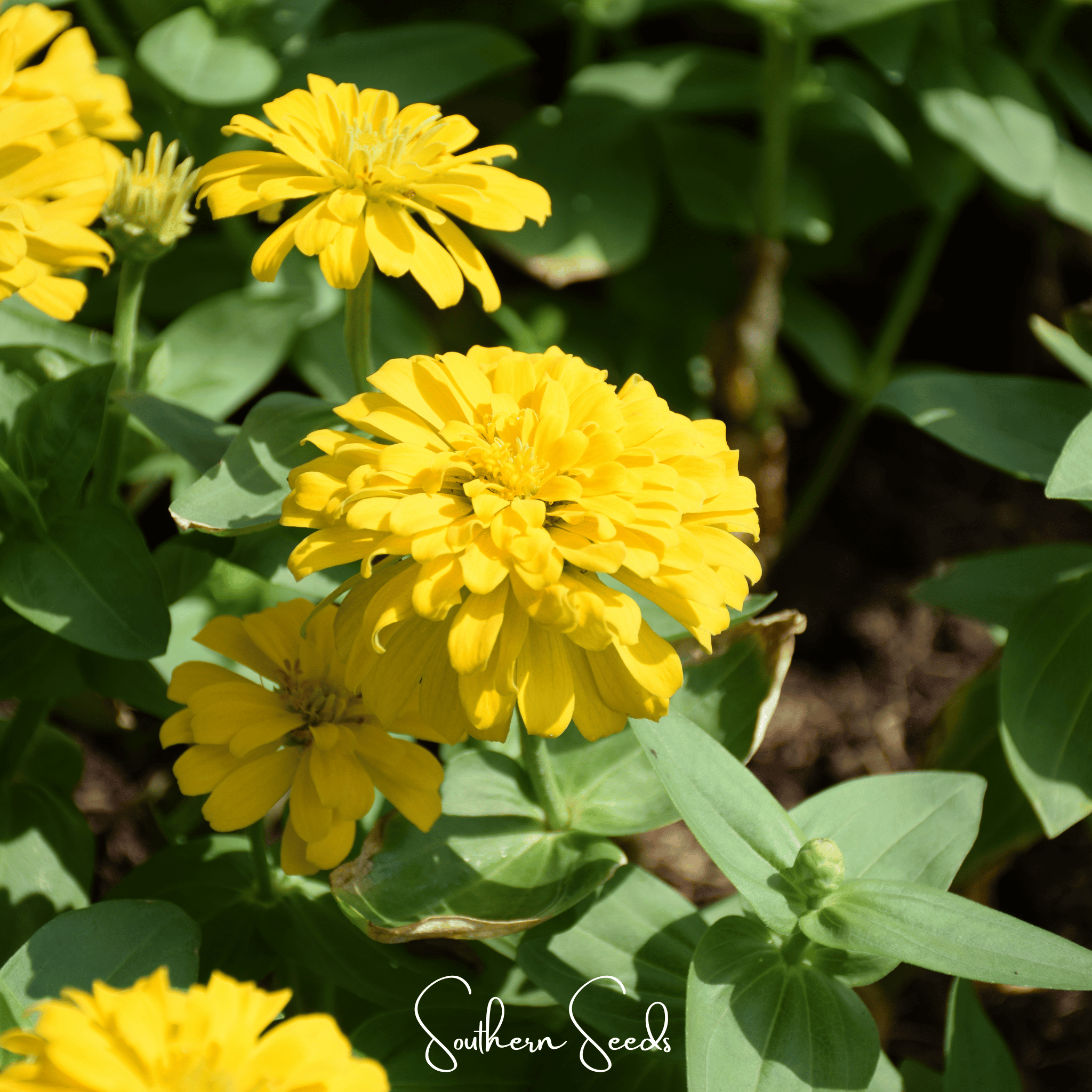 Zinnia, Thumbelina Dwarf (Zinnia elegans) - 100 Seeds seed packet from Seed Therapy – American - grown, heirloom seeds