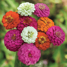 Zinnia, Thumbelina Dwarf (Zinnia elegans) - 100 Seeds seed packet from Seed Therapy – American - grown, heirloom seeds