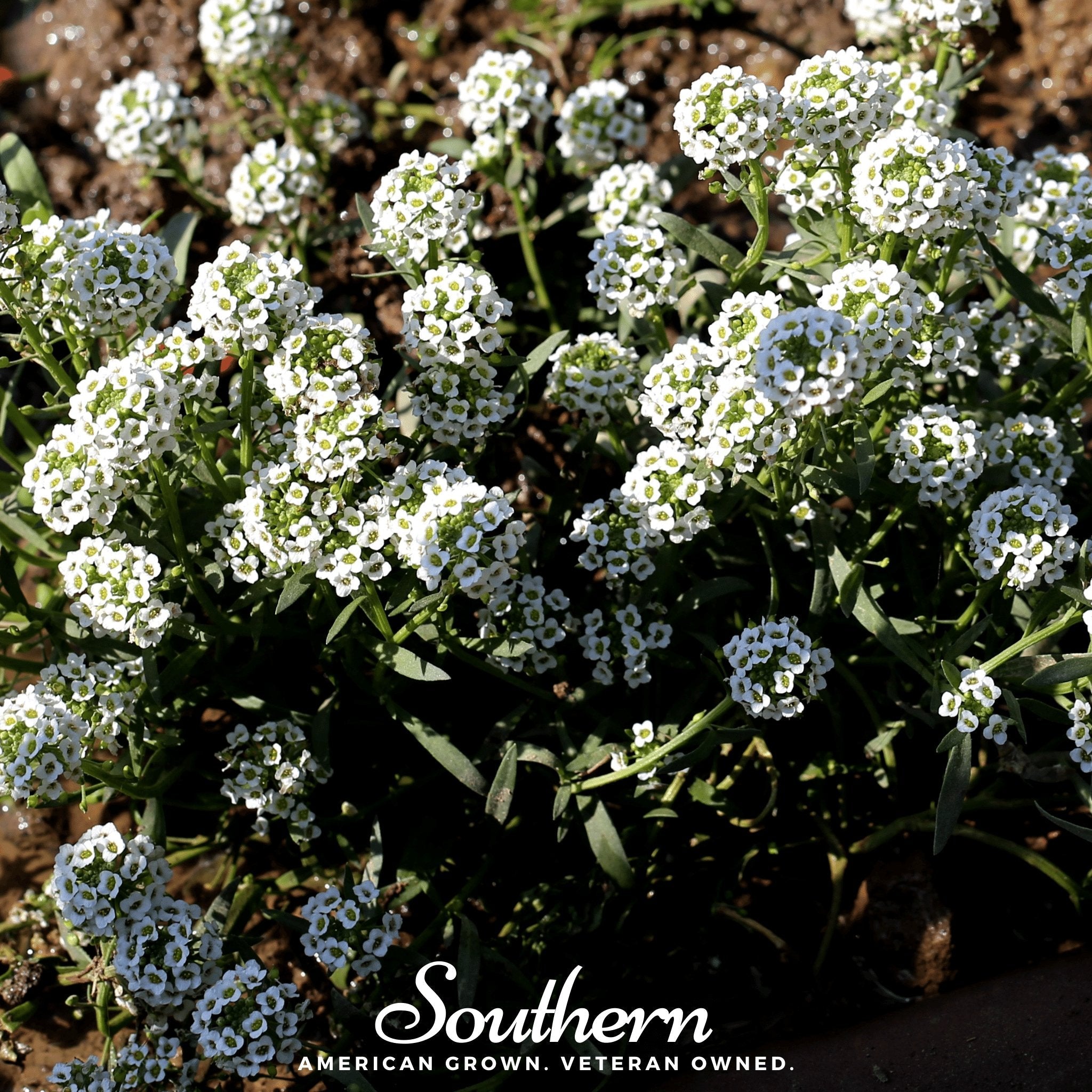 Alyssum, Carpet of Snow Sweet (Lobularia maritima) - 250 Seeds seed packet from Seed Therapy – American - grown, heirloom seeds
