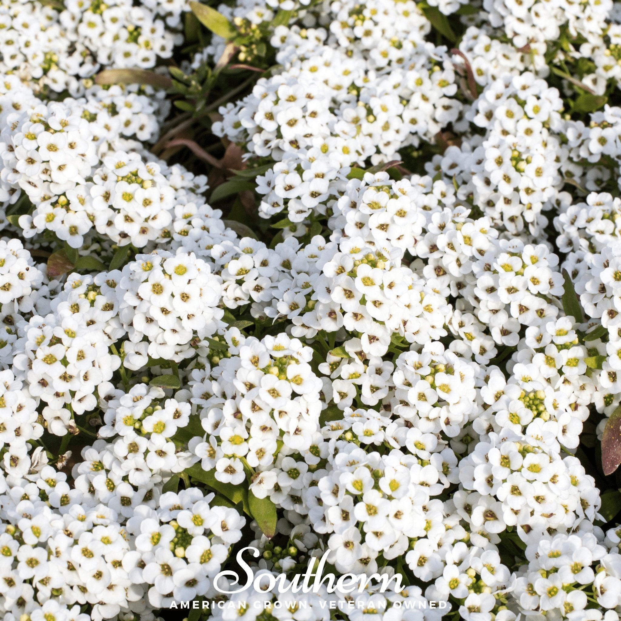 Alyssum, Carpet of Snow Sweet (Lobularia maritima) - 250 Seeds seed packet from Seed Therapy – American - grown, heirloom seeds