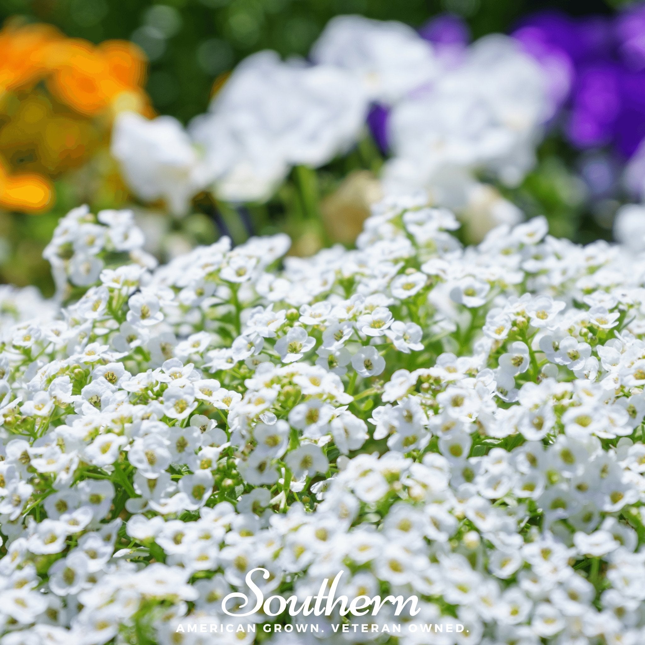 Alyssum, Carpet of Snow Sweet (Lobularia maritima) - 250 Seeds seed packet from Seed Therapy – American - grown, heirloom seeds