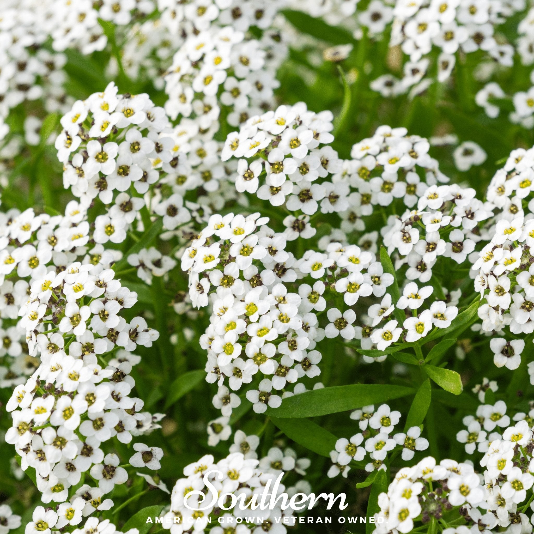 Alyssum, Carpet of Snow Sweet (Lobularia maritima) - 250 Seeds seed packet from Seed Therapy – American - grown, heirloom seeds