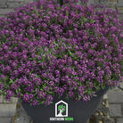 Alyssum, Oriental Nights (Lobularia maritima) - 100 Seeds seed packet from Seed Therapy – American - grown, heirloom seeds