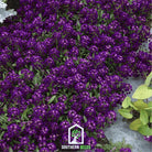 Alyssum, Oriental Nights (Lobularia maritima) - 100 Seeds seed packet from Seed Therapy – American - grown, heirloom seeds