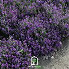 Alyssum, Oriental Nights (Lobularia maritima) - 100 Seeds seed packet from Seed Therapy – American - grown, heirloom seeds