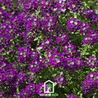 Alyssum, Oriental Nights (Lobularia maritima) - 100 Seeds seed packet from Seed Therapy – American - grown, heirloom seeds