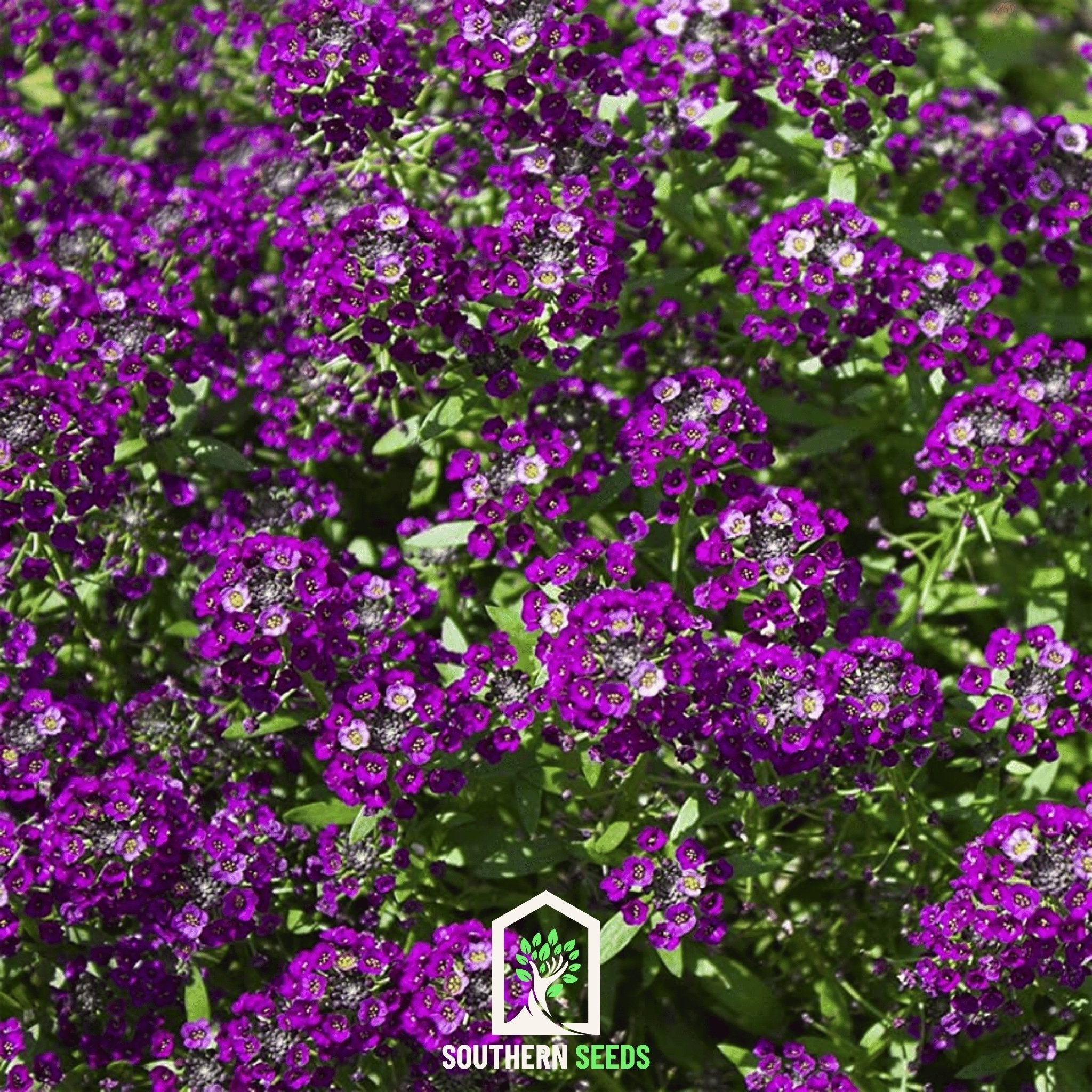 Alyssum, Oriental Nights (Lobularia maritima) - 100 Seeds seed packet from Seed Therapy – American - grown, heirloom seeds