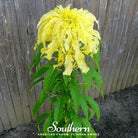 Amaranth, Yellow (Amranthus tricolor) - 100 Seeds seed packet from Seed Therapy – American - grown, heirloom seeds