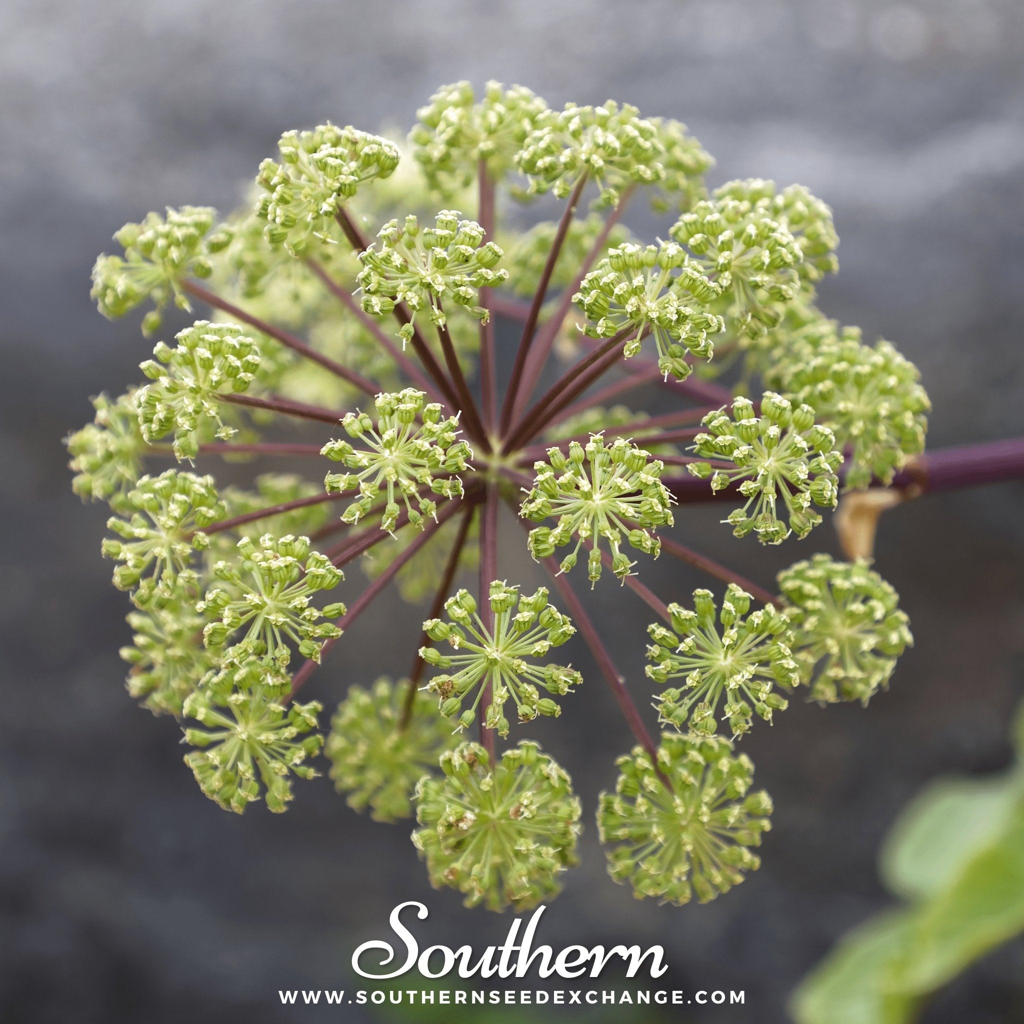Angelica, Holy Ghost (Angelica archangelica) - 50 Seeds | Seed Therapy – Heirloom Garden Seeds