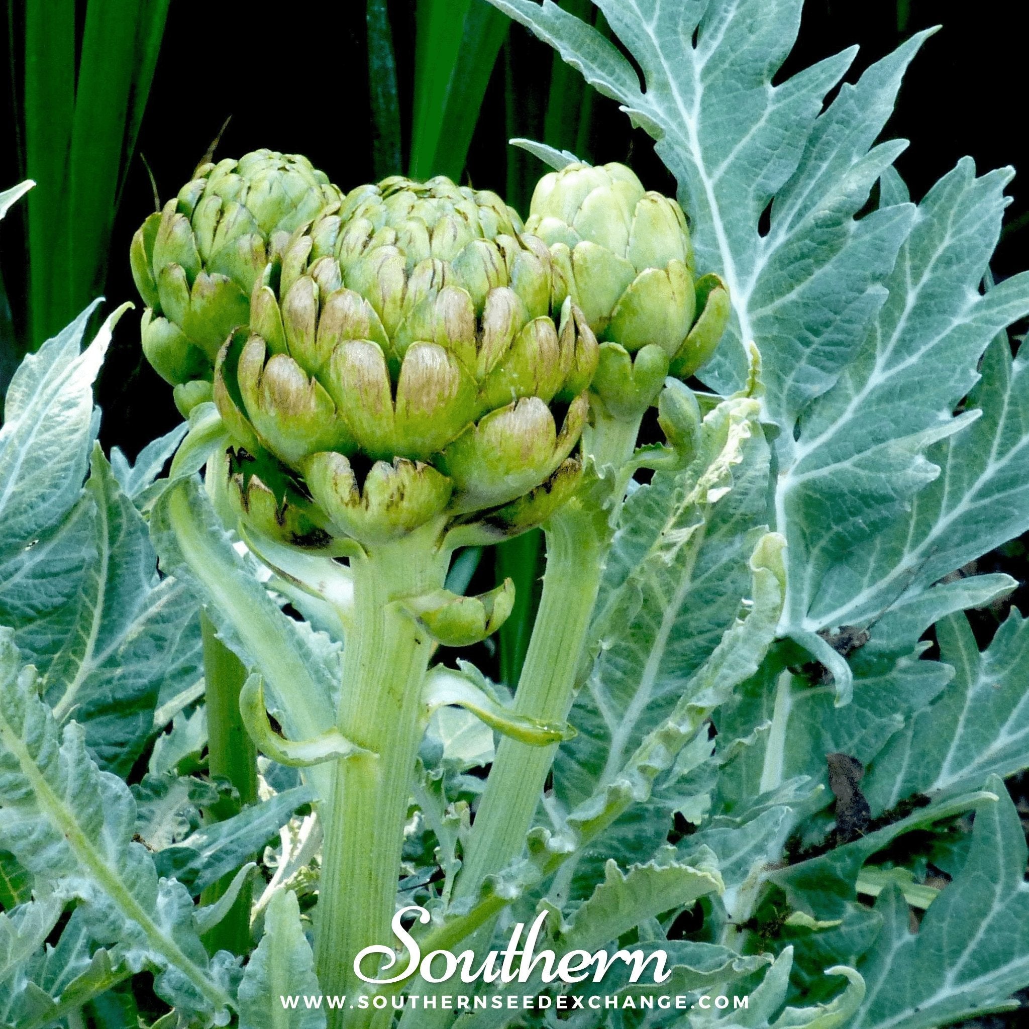 Artichoke, Green Globe (Cynara cardunculus) - 25 Seeds seed packet from Seed Therapy – American - grown, heirloom seeds