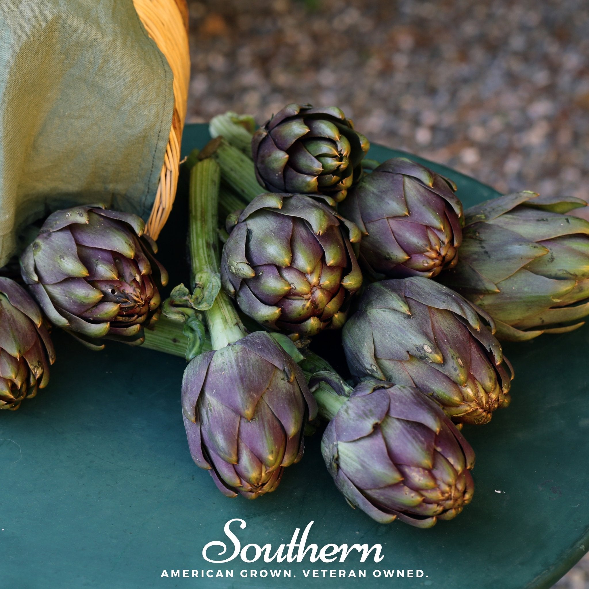 Artichoke, Purple Romagna (Cynara scolymus) - 25 Seeds seed packet from Seed Therapy – American - grown, heirloom seeds