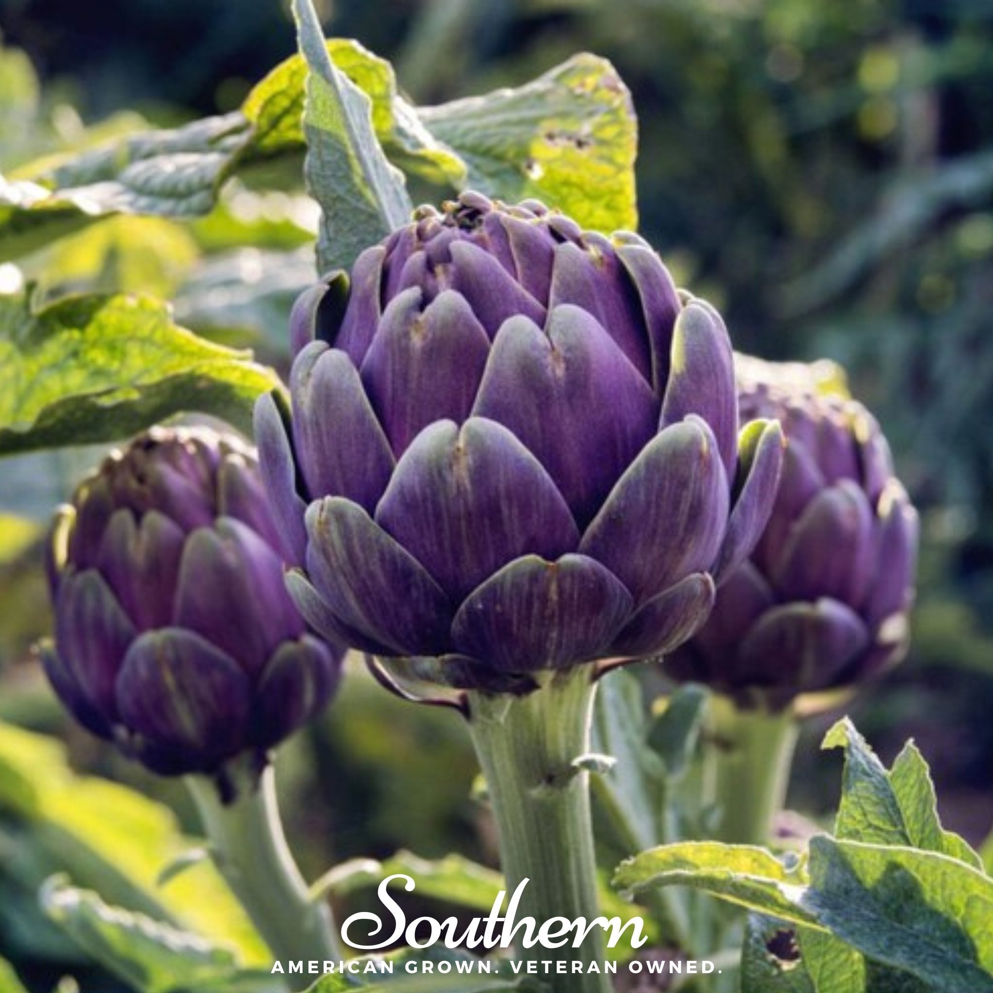 Artichoke, Purple Romagna (Cynara scolymus) - 25 Seeds seed packet from Seed Therapy – American - grown, heirloom seeds