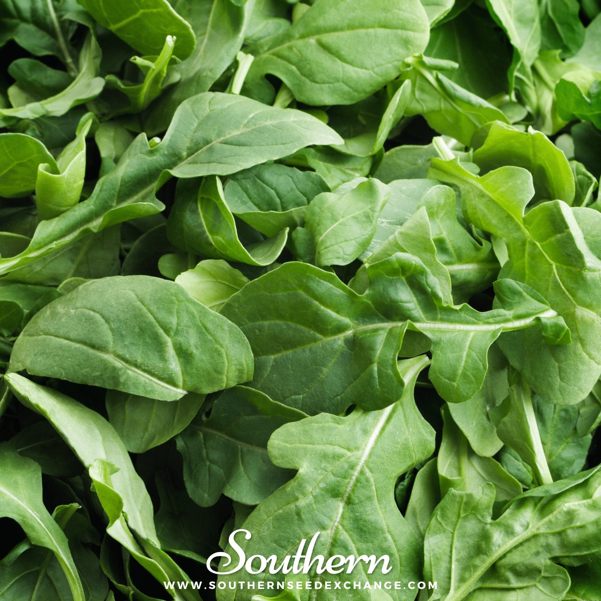 Arugula, Roquette (Eruca vesicaria sativa) - 200 Seeds seed packet from Seed Therapy – American - grown, heirloom seeds