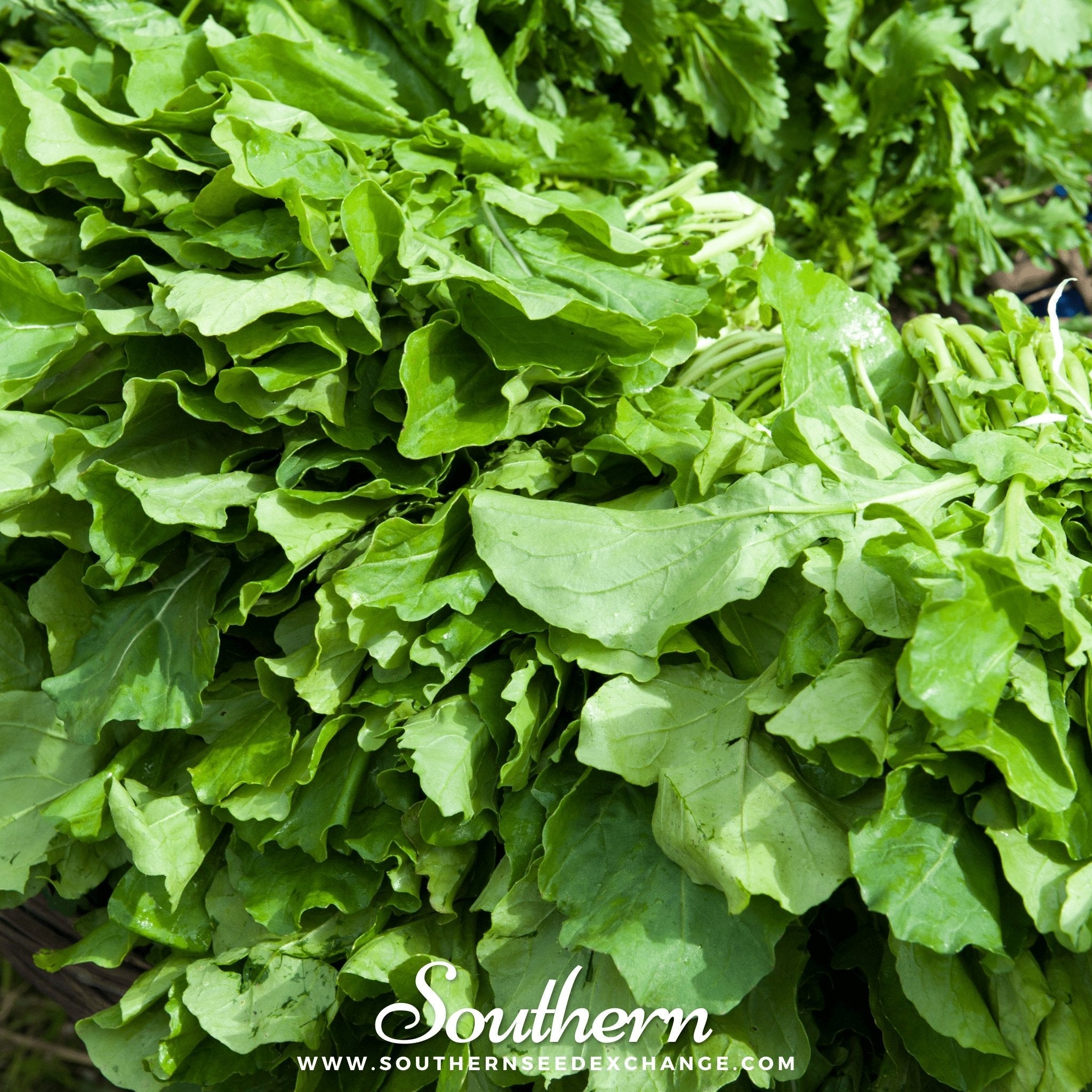 Arugula, Roquette (Eruca vesicaria sativa) - 200 Seeds seed packet from Seed Therapy – American - grown, heirloom seeds