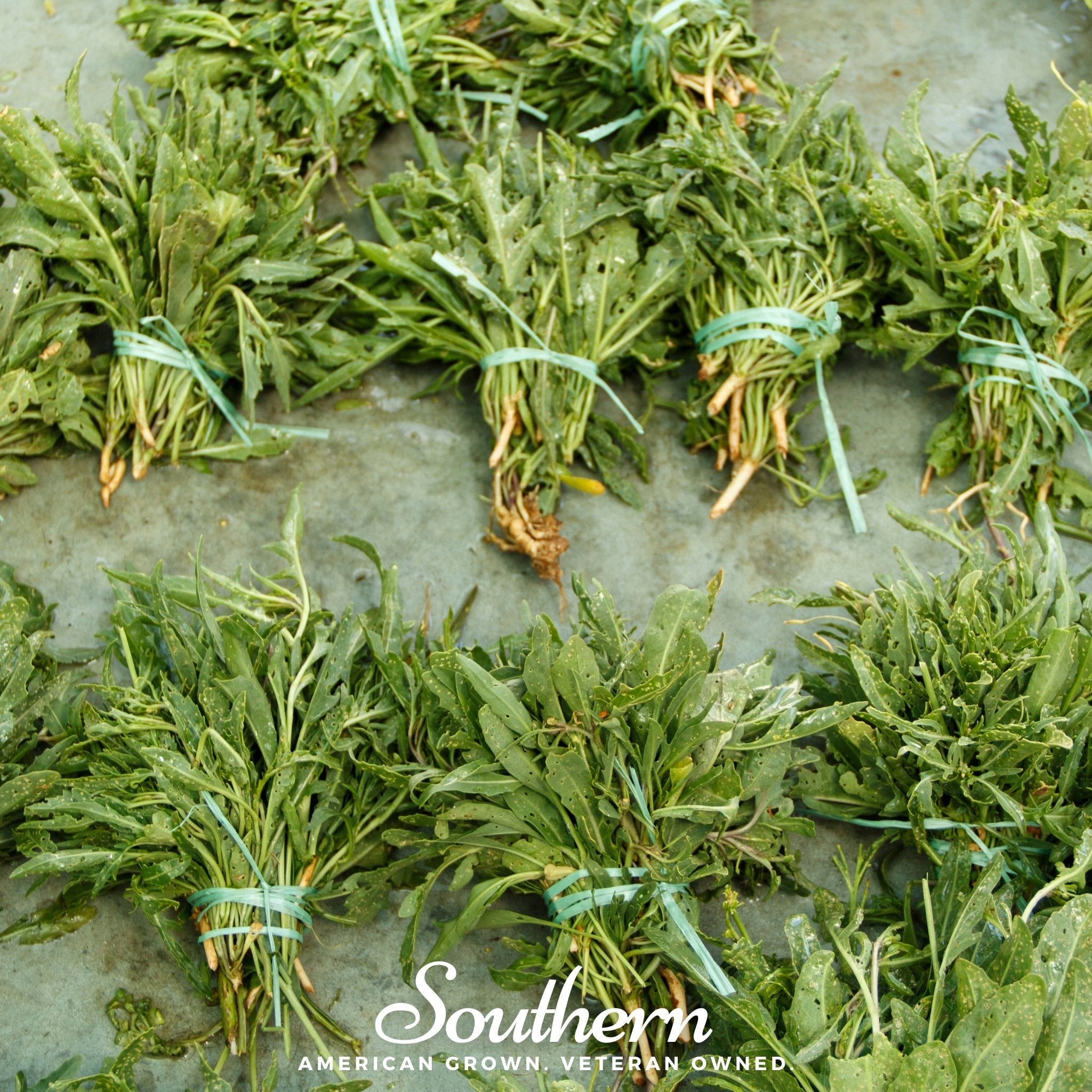 Arugula, Wild (Diplotaxis tenuifolia) - 500 Seeds seed packet from Seed Therapy – American - grown, heirloom seeds