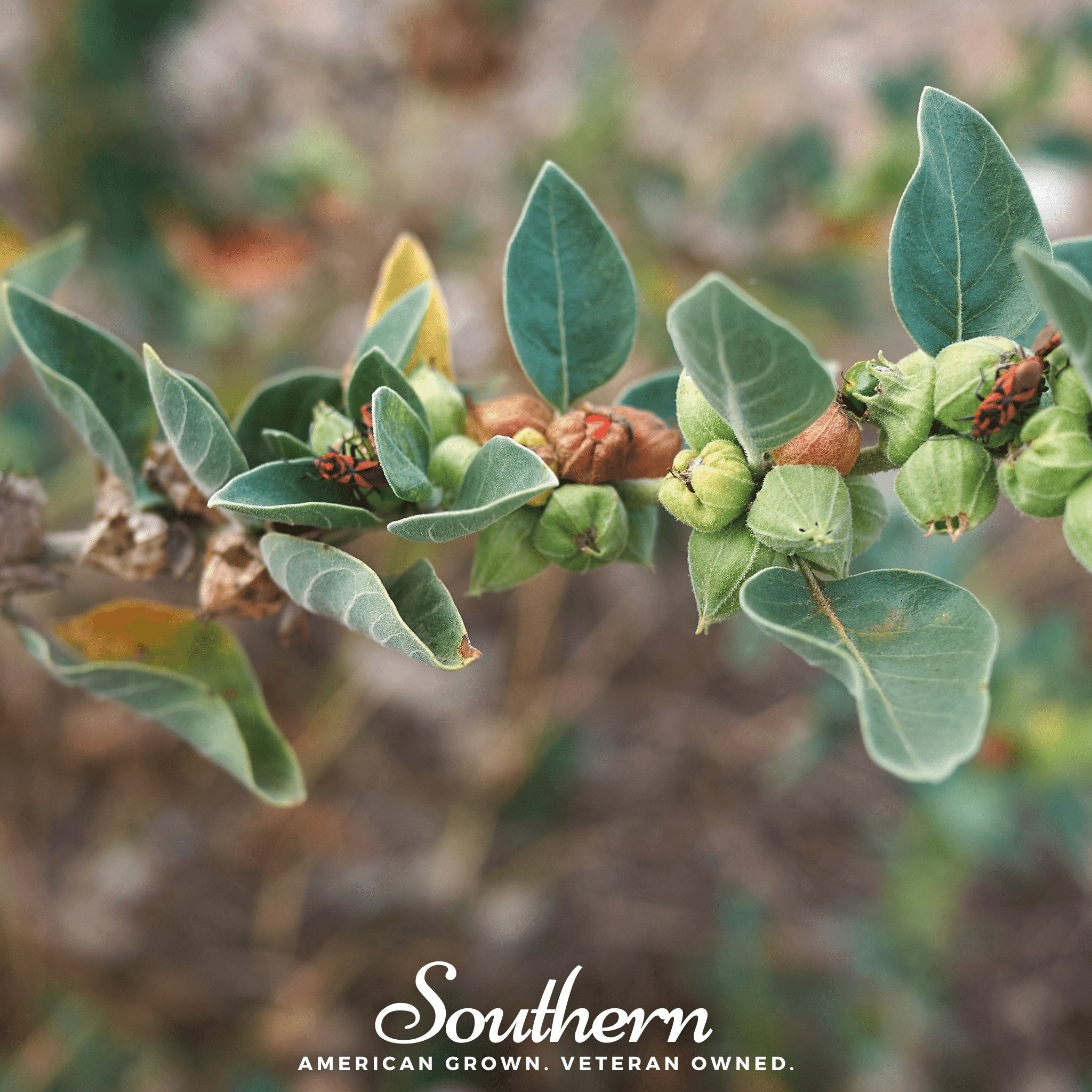 Ashwagandha - Indian Ginseng (Withania somnifera) - 30 Seeds seed packet from Seed Therapy – American - grown, heirloom seeds