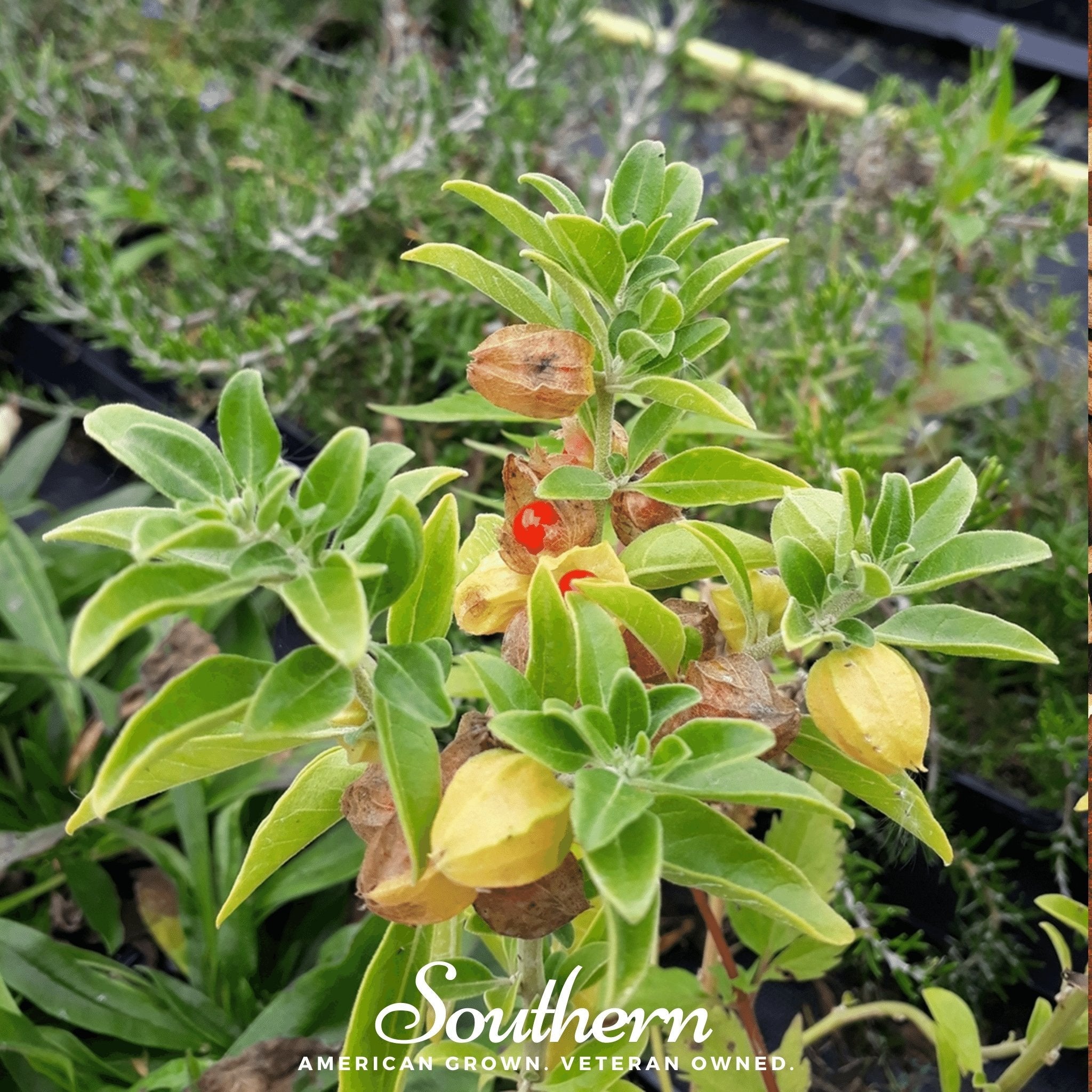 Ashwagandha - Indian Ginseng (Withania somnifera) - 30 Seeds seed packet from Seed Therapy – American - grown, heirloom seeds