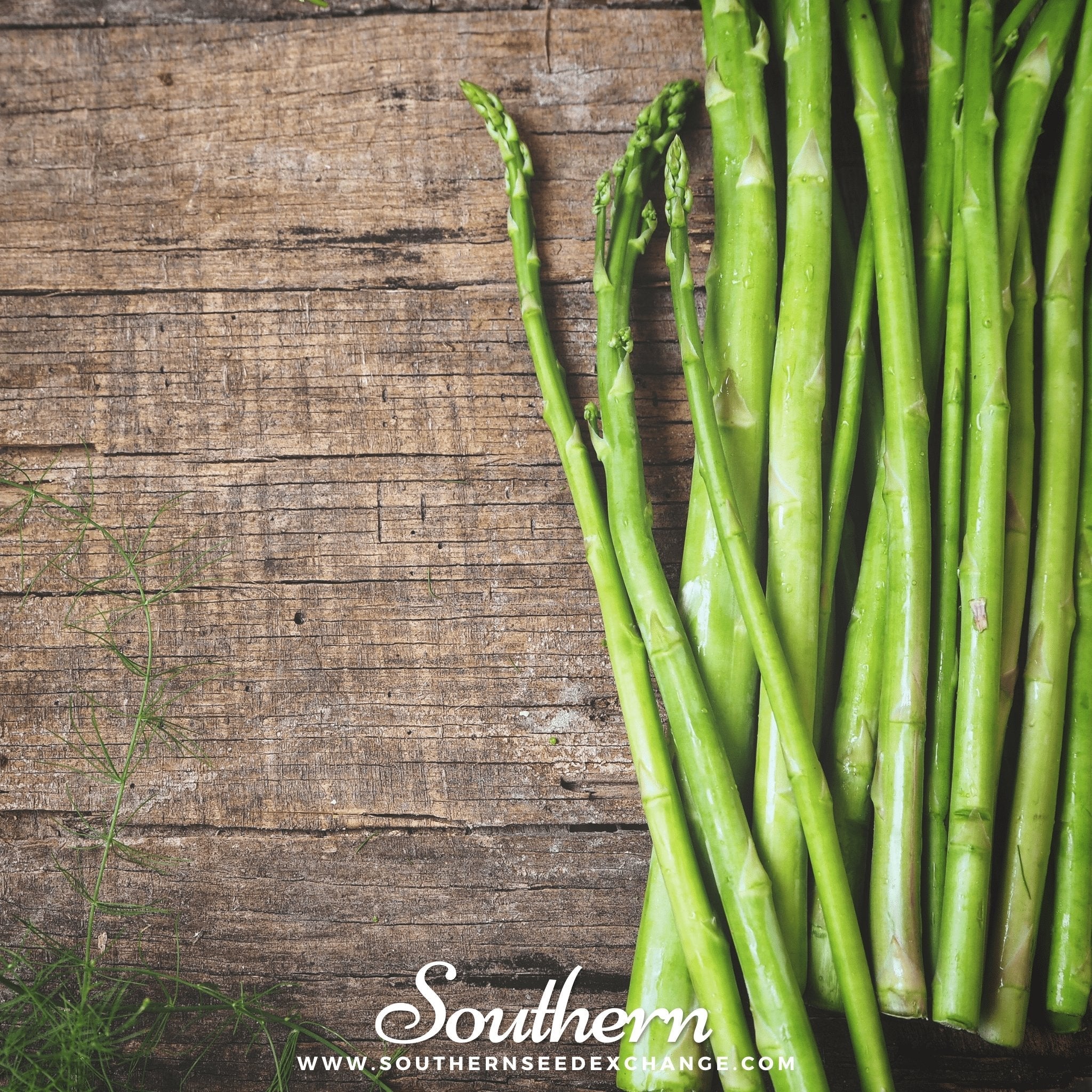 Asparagus, UC72 (Asparagus officinalis) - 50 Seeds seed packet from Seed Therapy – American - grown, heirloom seeds