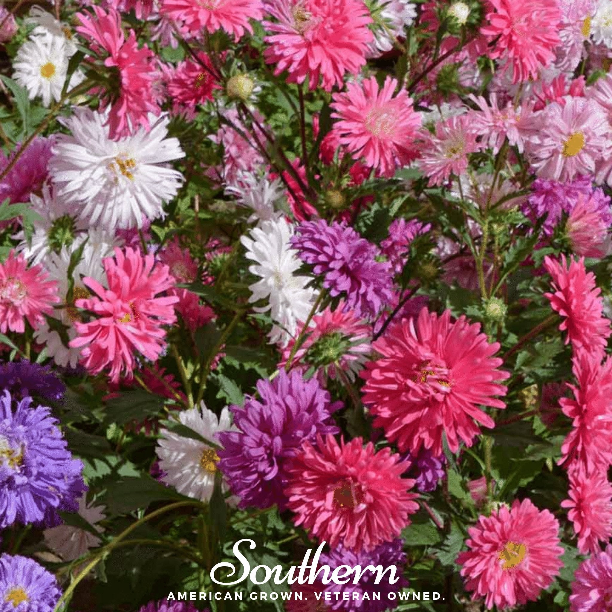 Aster, Crego Giant Mix (Callistephus chinensis) - 50 Seeds seed packet from Seed Therapy – American - grown, heirloom seeds