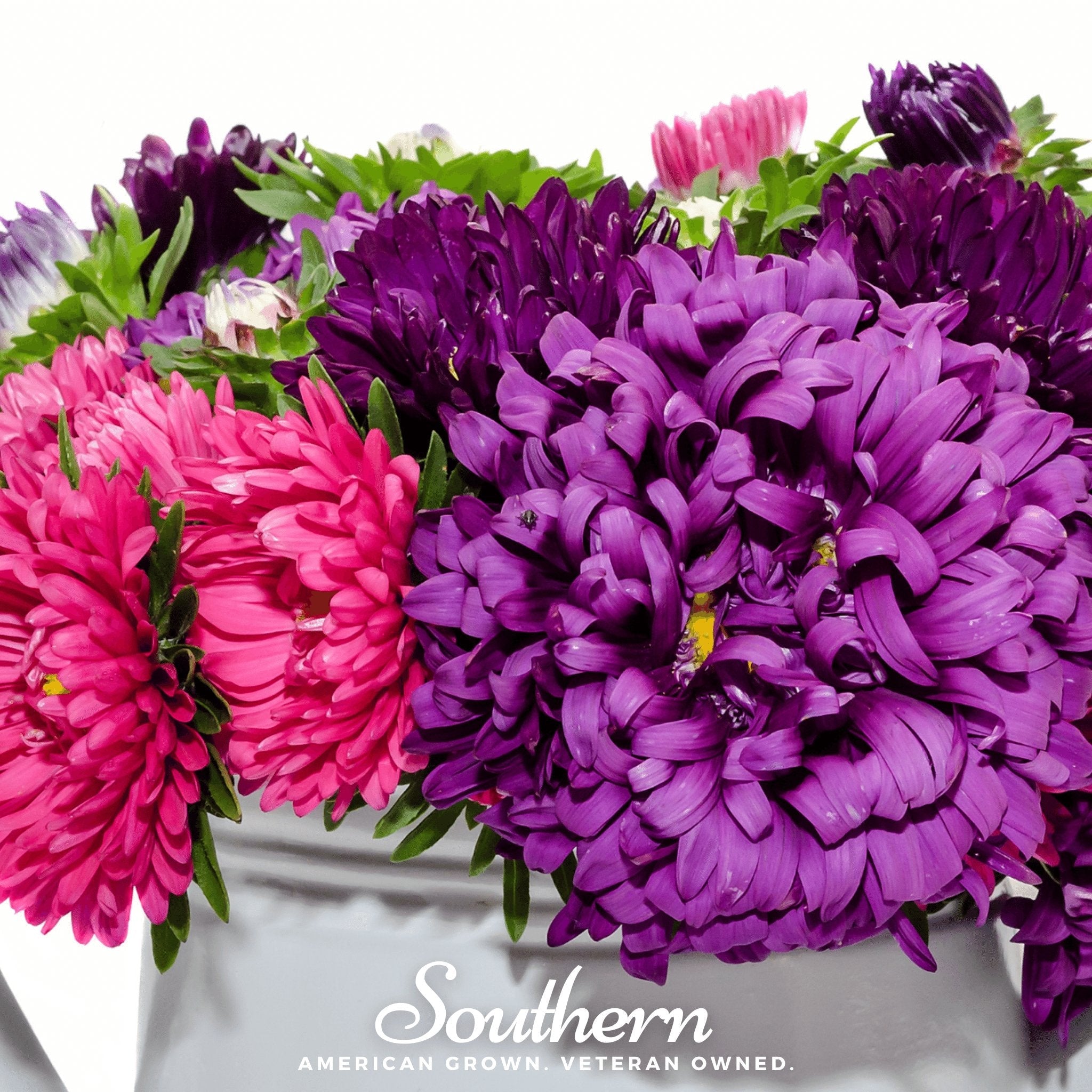 Aster, Crego Giant Mix (Callistephus chinensis) - 50 Seeds seed packet from Seed Therapy – American - grown, heirloom seeds