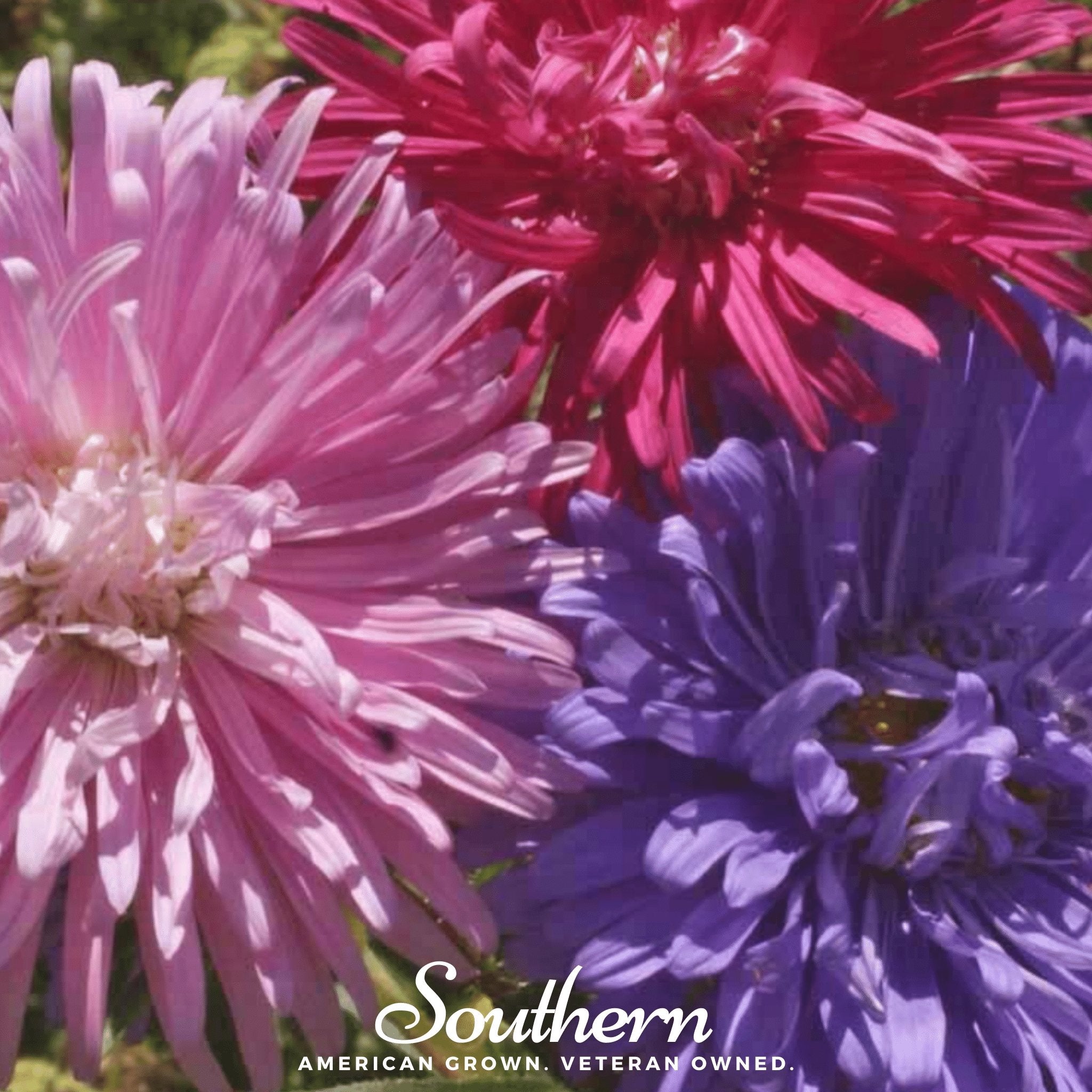 Aster, Crego Giant Mix (Callistephus chinensis) - 50 Seeds seed packet from Seed Therapy – American - grown, heirloom seeds