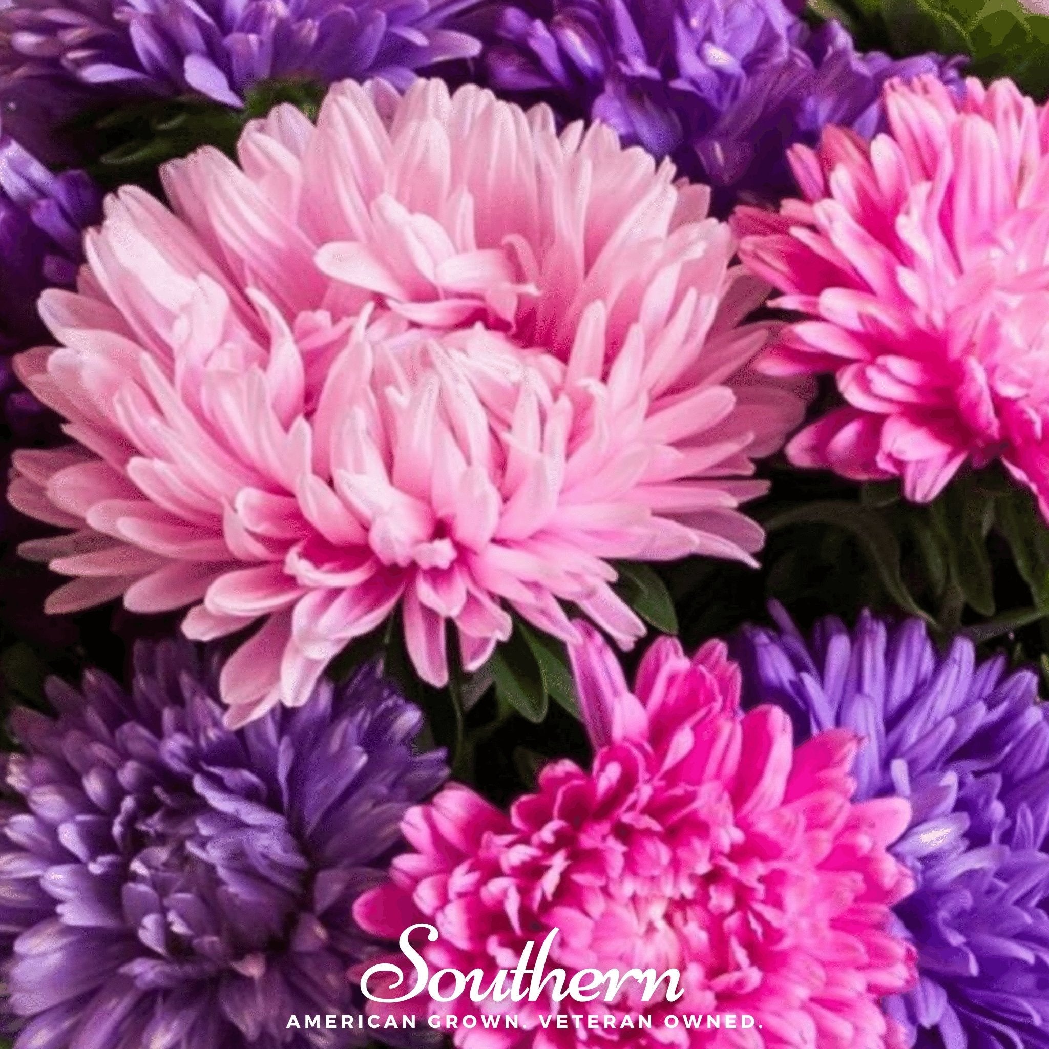 Aster, Crego Giant Mix (Callistephus chinensis) - 50 Seeds seed packet from Seed Therapy – American - grown, heirloom seeds